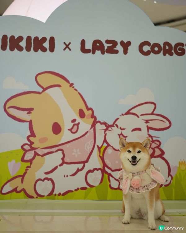🪻Mikiki x Lazy Corgi 春日農莊派對🌷