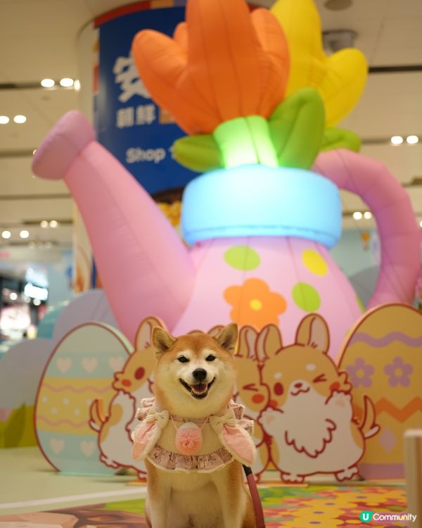 🪻Mikiki x Lazy Corgi 春日農莊派對🌷