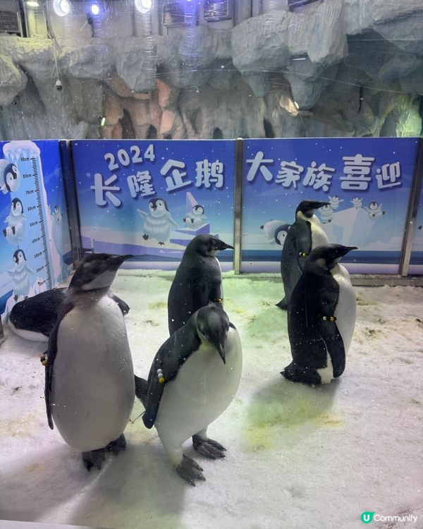 北上玩樂🐧珠海長隆海洋王國