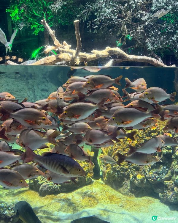 北上玩樂🐧珠海長隆海洋王國