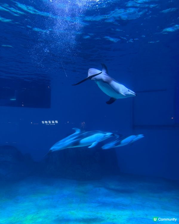 北上玩樂🐧珠海長隆海洋王國