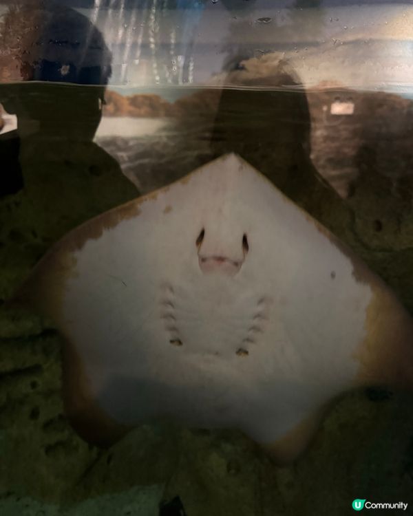 北上玩樂🐧珠海長隆海洋王國