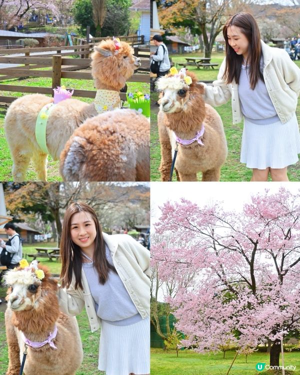 🇯🇵千棵櫻花＋可愛小動物🌸🐑療癒得樂而忘返