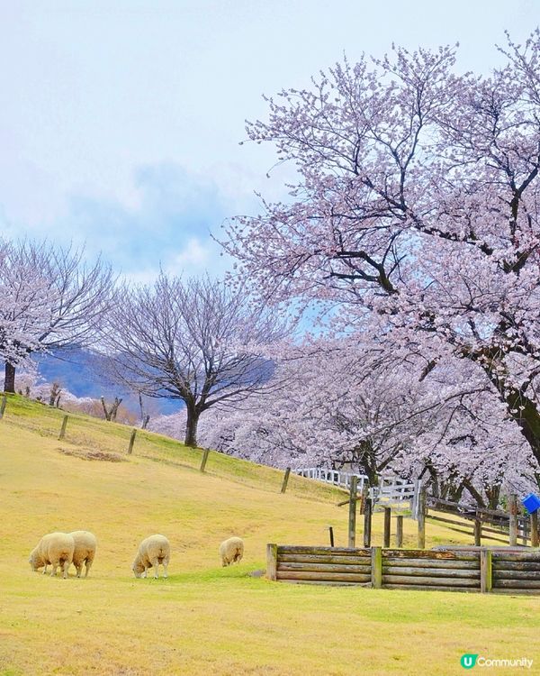 🇯🇵千棵櫻花＋可愛小動物🌸🐑療癒得樂而忘返