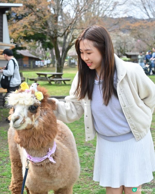 🇯🇵千棵櫻花＋可愛小動物🌸🐑療癒得樂而忘返