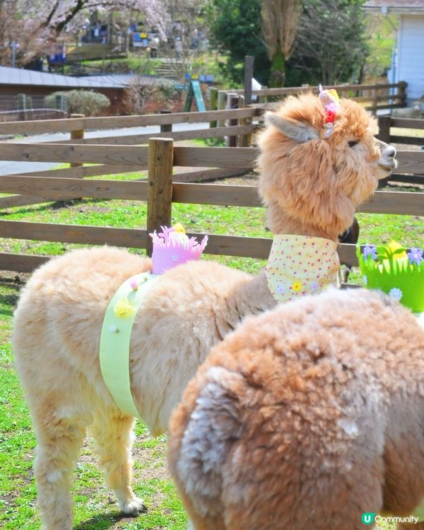 🇯🇵千棵櫻花＋可愛小動物🌸🐑療癒得樂而忘返