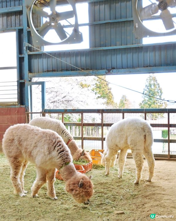 🇯🇵千棵櫻花＋可愛小動物🌸🐑療癒得樂而忘返