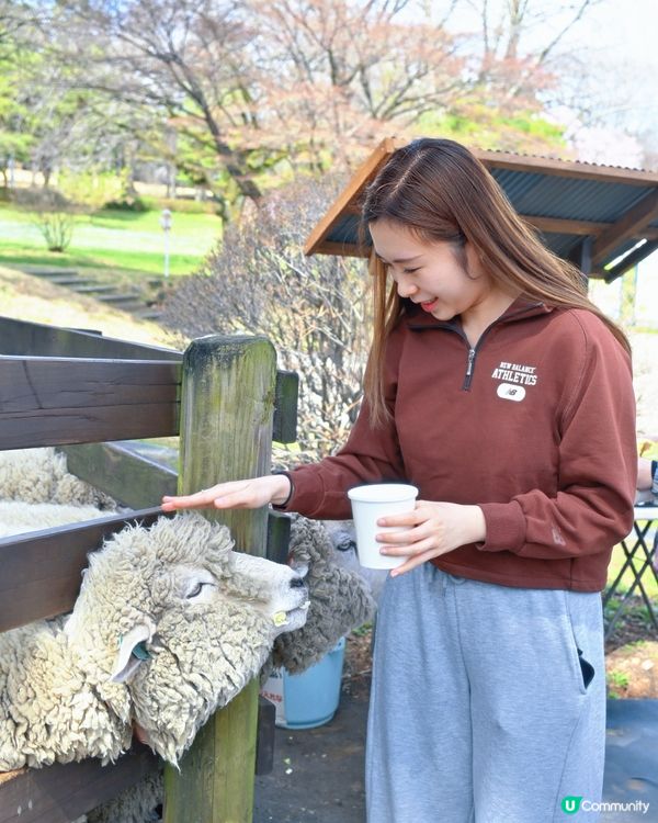 🇯🇵千棵櫻花＋可愛小動物🌸🐑療癒得樂而忘返