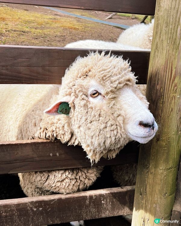 🇯🇵千棵櫻花＋可愛小動物🌸🐑療癒得樂而忘返