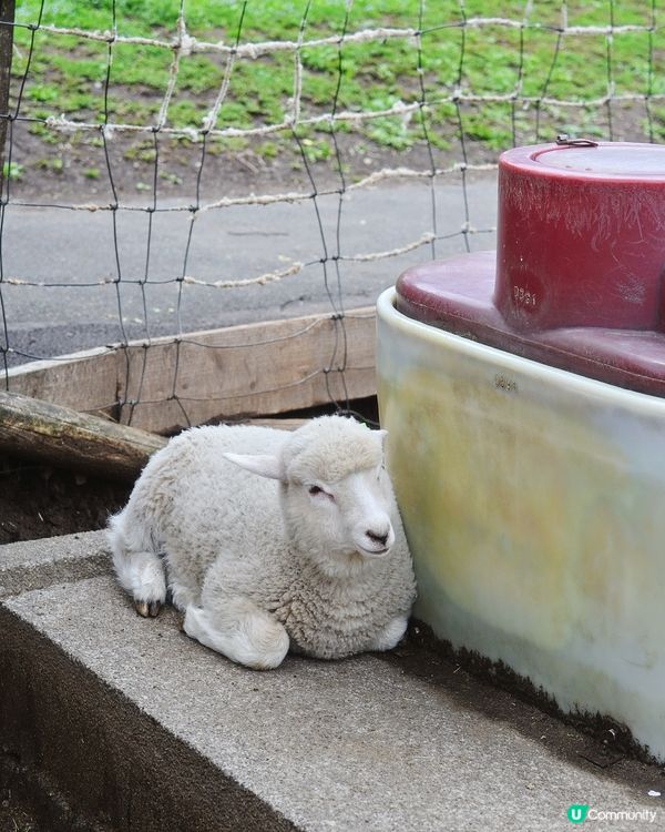🇯🇵千棵櫻花＋可愛小動物🌸🐑療癒得樂而忘返