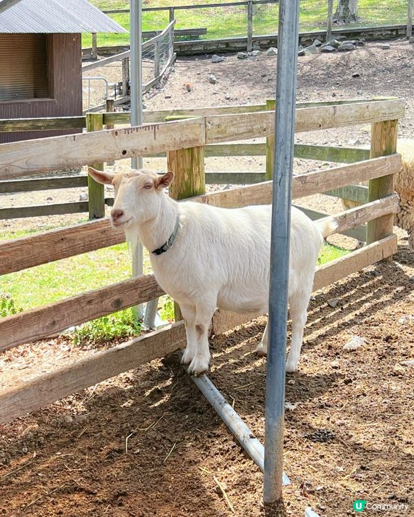 🇯🇵千棵櫻花＋可愛小動物🌸🐑療癒得樂而忘返