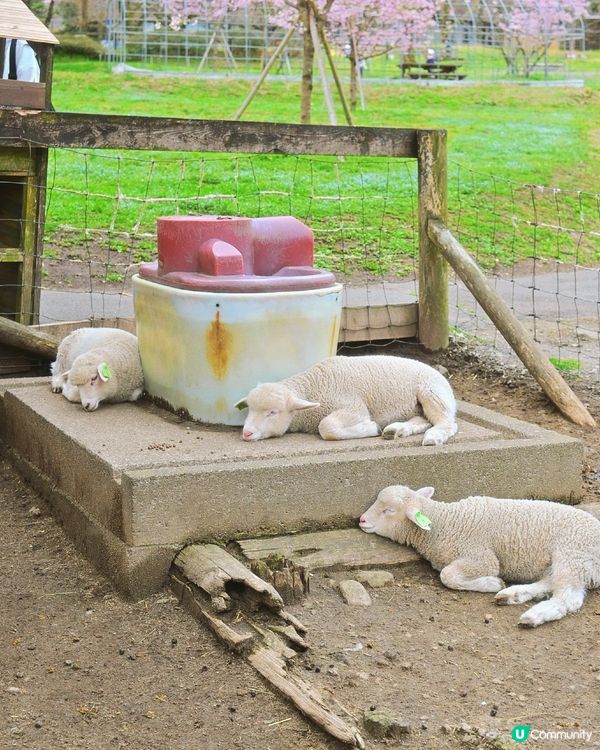 🇯🇵千棵櫻花＋可愛小動物🌸🐑療癒得樂而忘返
