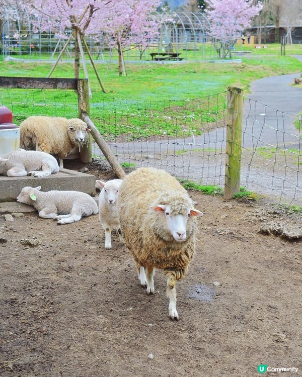 🇯🇵千棵櫻花＋可愛小動物🌸🐑療癒得樂而忘返