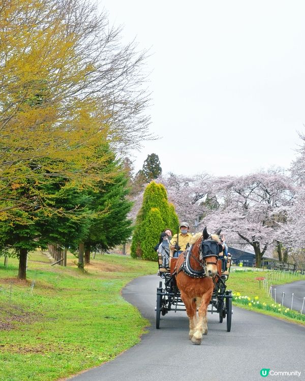 🇯🇵千棵櫻花＋可愛小動物🌸🐑療癒得樂而忘返