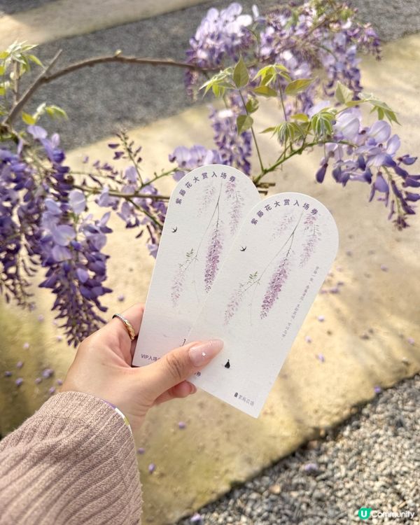 香港高鐵出發～長沙紫藤花開了🪻