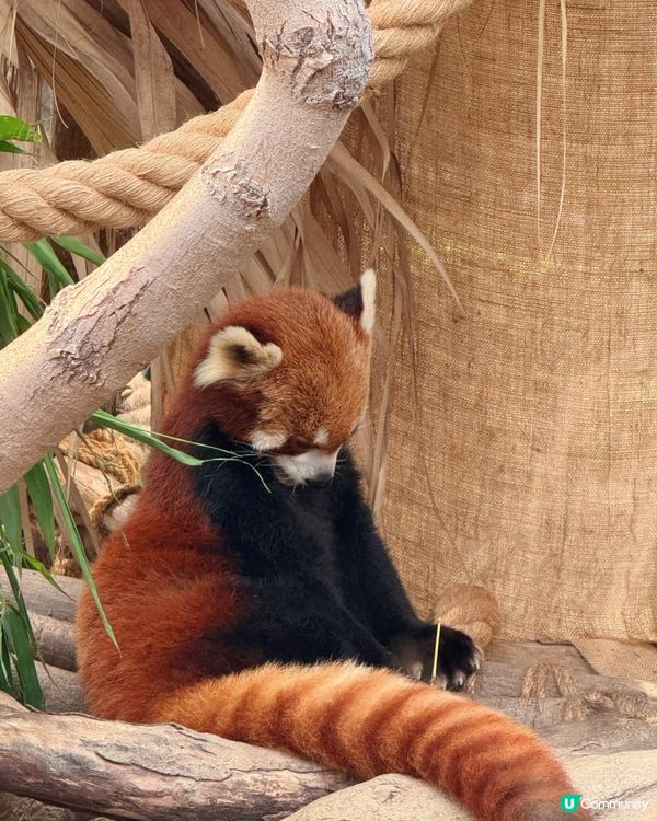 真係好鍾意去海洋公園呀～💙🩵