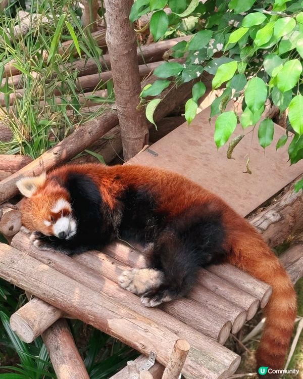 真係好鍾意去海洋公園呀～💙🩵