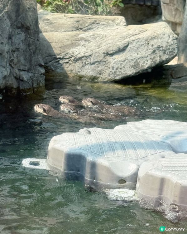 真係好鍾意去海洋公園呀～💙🩵