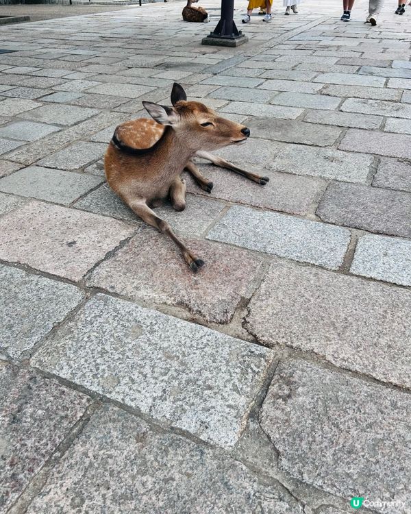 奈良喂鹿體驗