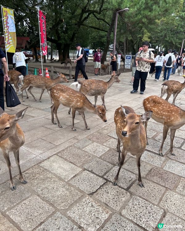 奈良喂鹿體驗