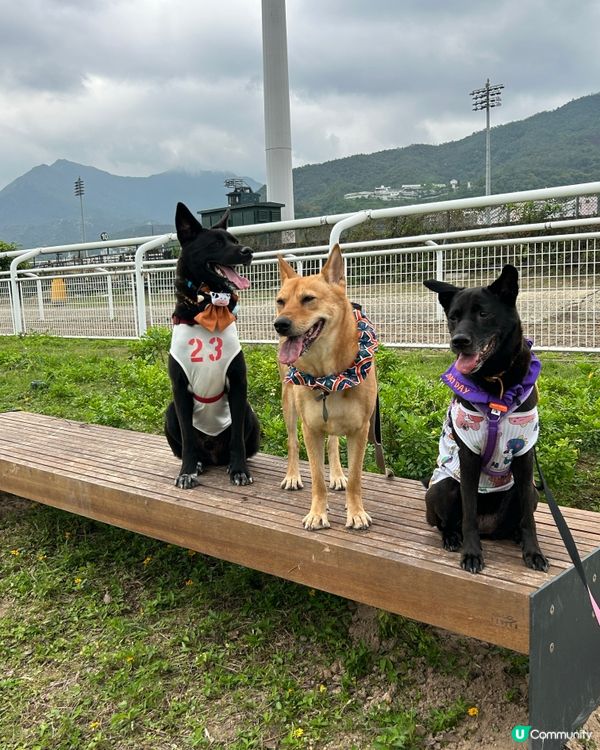 彭福好天氣狗狗開心🥳