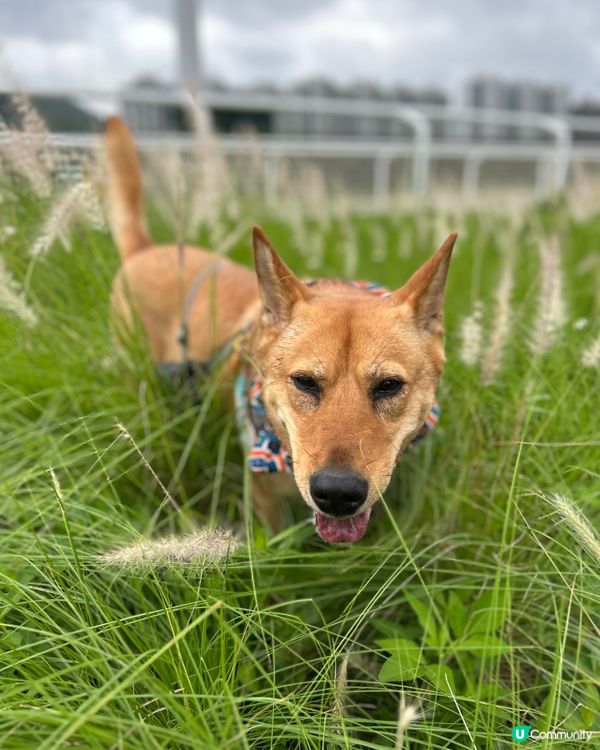 彭福好天氣狗狗開心🥳