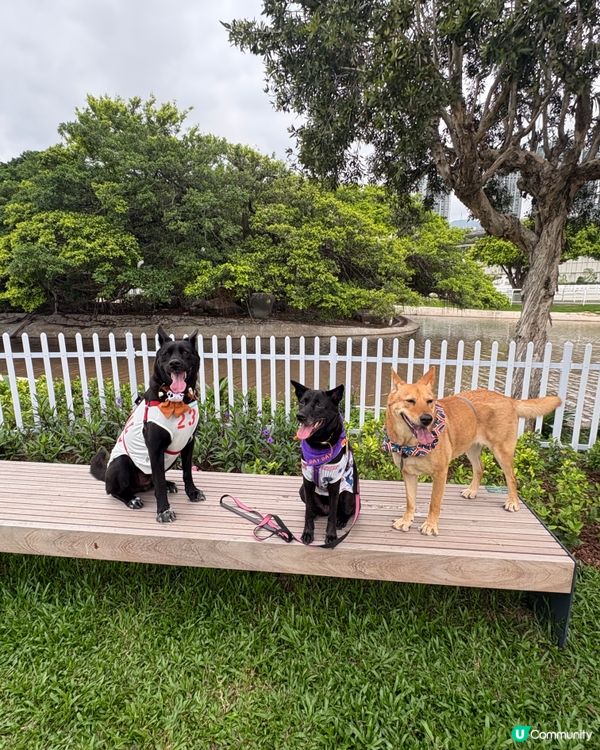 彭福好天氣狗狗開心🥳