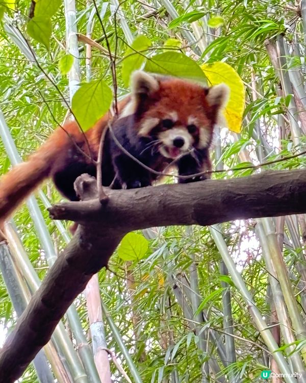 🐼 成都.治癒系半日遊 🌿
