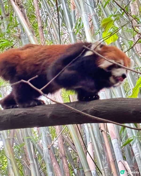 🐼 成都.治癒系半日遊 🌿