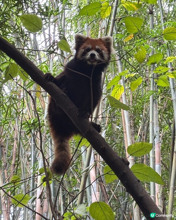 🐼 成都.治癒系半日遊 🌿