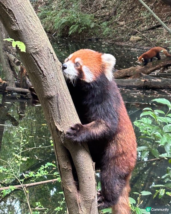 🐼 成都.治癒系半日遊 🌿