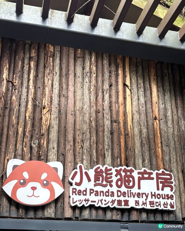 🐼 成都.治癒系半日遊 🌿