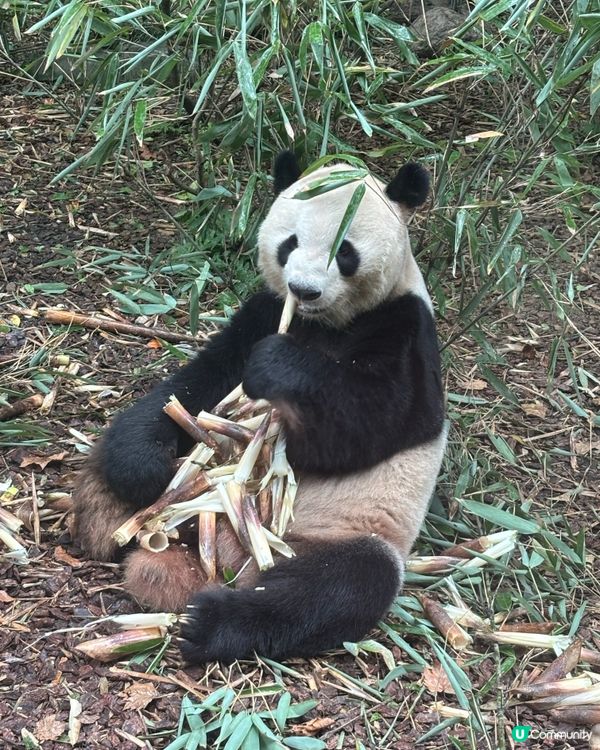 🐼 成都.治癒系半日遊 🌿