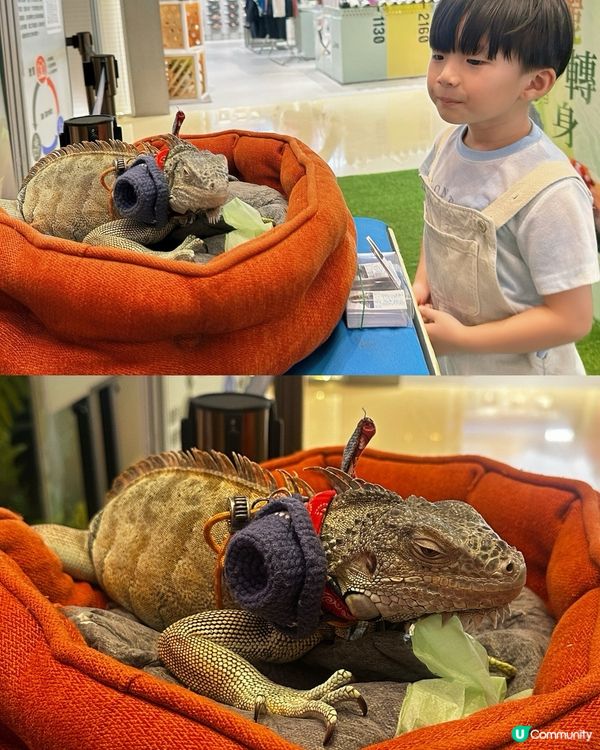 兩棲爬蟲展！🤩 仔仔話想做動物學家！🧑‍🔬