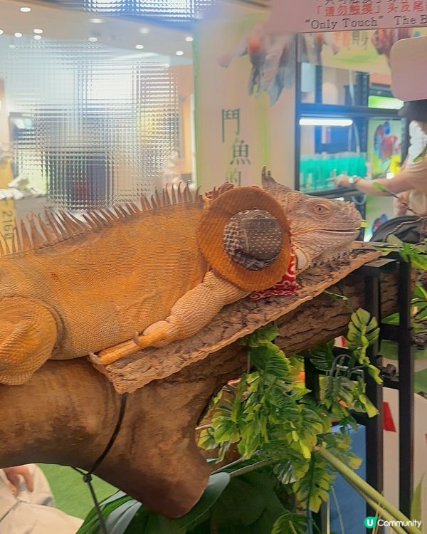 兩棲爬蟲展！🤩 仔仔話想做動物學家！🧑‍🔬