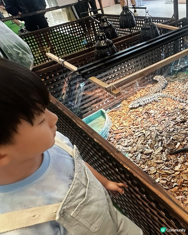 兩棲爬蟲展！🤩 仔仔話想做動物學家！🧑‍🔬