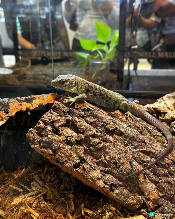 兩棲爬蟲展！🤩 仔仔話想做動物學家！🧑‍🔬