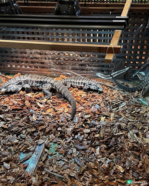 兩棲爬蟲展！🤩 仔仔話想做動物學家！🧑‍🔬