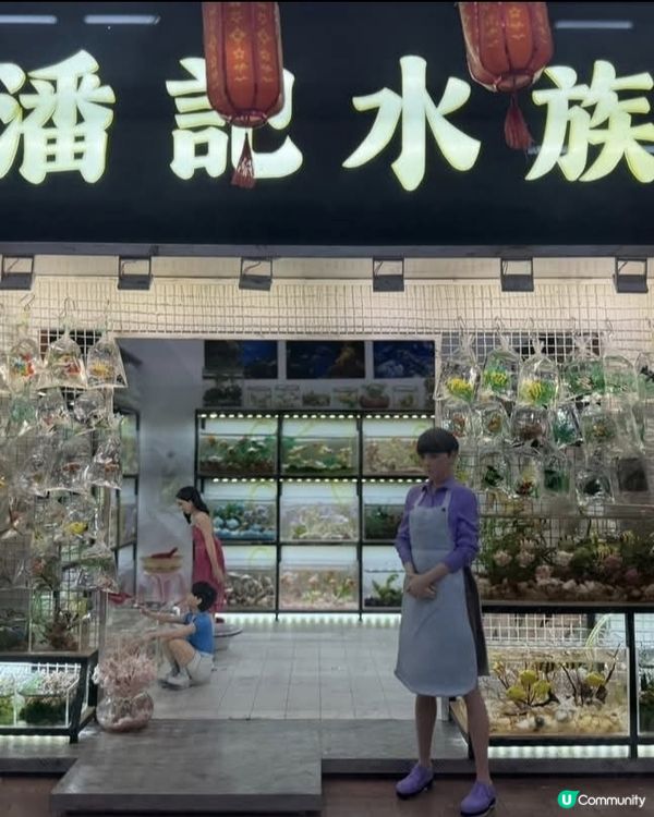 微花語港故事 🇯🇵 睇香港縮影