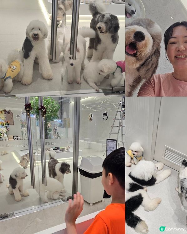 深圳任玩任食玩貓狗室內遊樂場好介紹