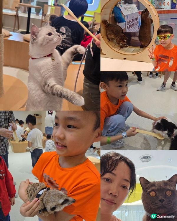 深圳任玩任食玩貓狗室內遊樂場好介紹