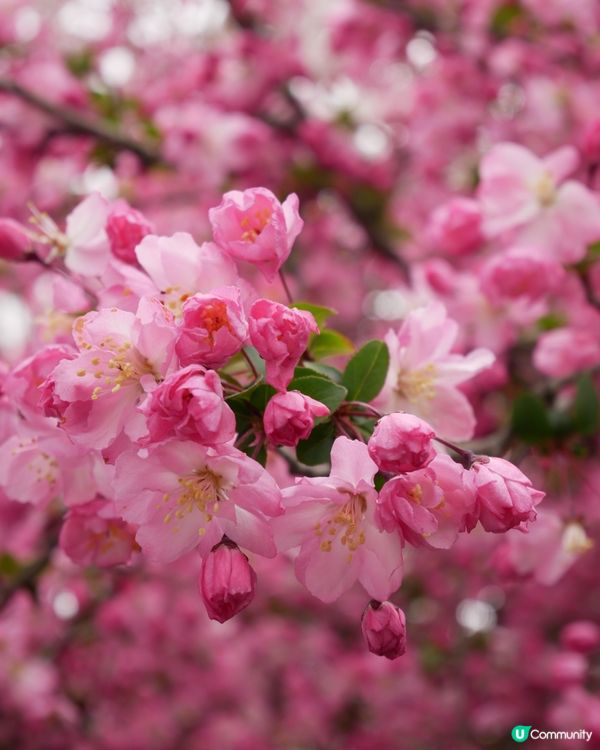 春天櫻花打卡🌸
