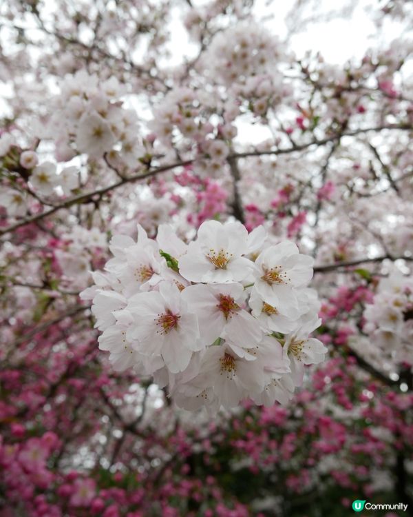 春天櫻花打卡🌸