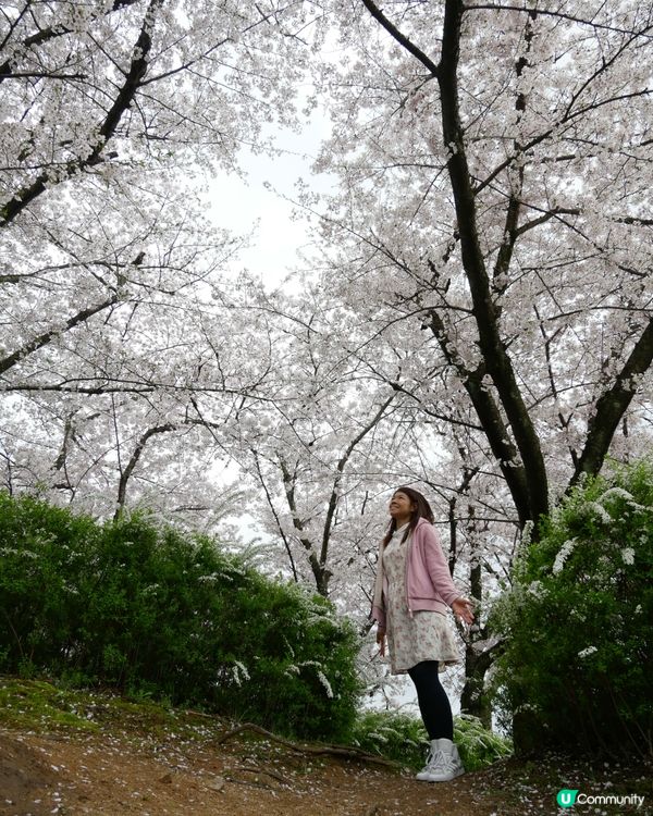 春天櫻花打卡🌸