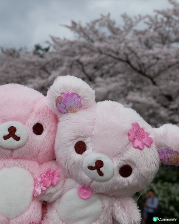 春天櫻花打卡🌸