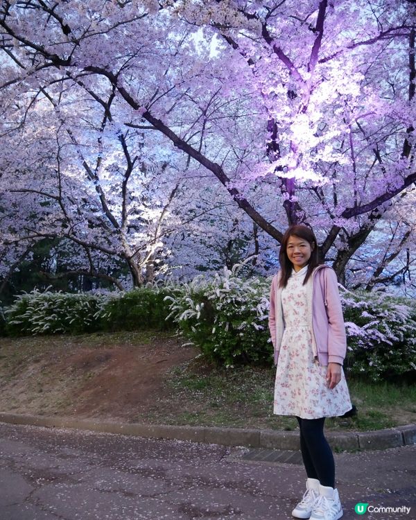 春天櫻花打卡🌸