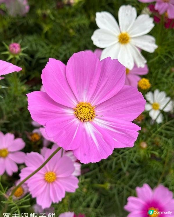 香港好去處 | 賞花 | 2026維園花展(3) | 大波斯菊