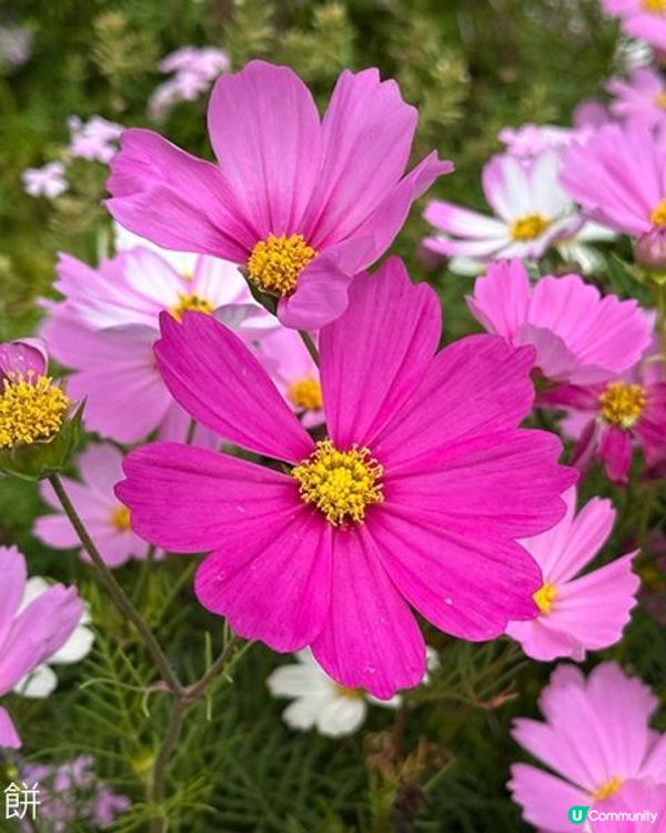 香港好去處 | 賞花 | 2026維園花展(3) | 大波斯菊