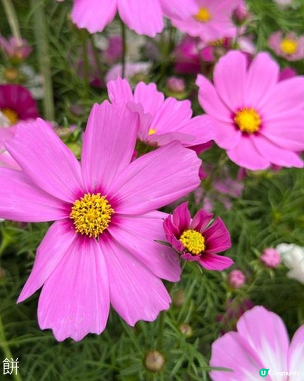 香港好去處 | 賞花 | 2026維園花展(3) | 大波斯菊