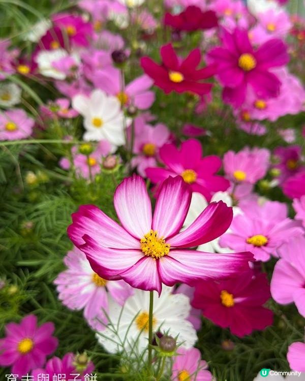 香港好去處 | 賞花 | 2026維園花展(3) | 大波斯菊